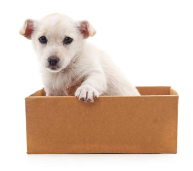 Bir kutu içinde beyaz köpek yavrusu.