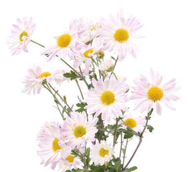 Beyaz papatya izole.