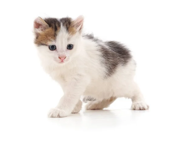 Kleine kitten geïsoleerd. — Stockfoto