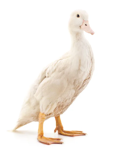 White duck isolated. — Stock Photo, Image