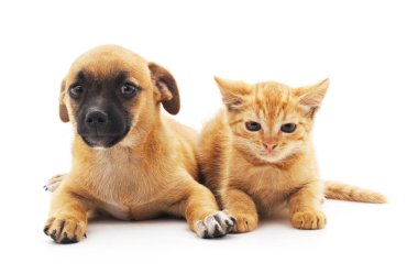 yavru kedi ve köpek yavrusu.