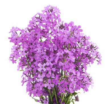 izole mor çiçekler.