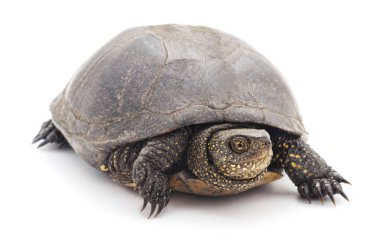 Büyük kaplumbağa izole.