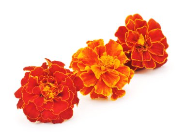 Üç marigolds izole.