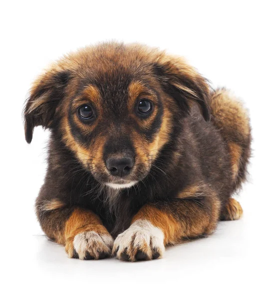 Cachorro marrón aislado . — Foto de Stock