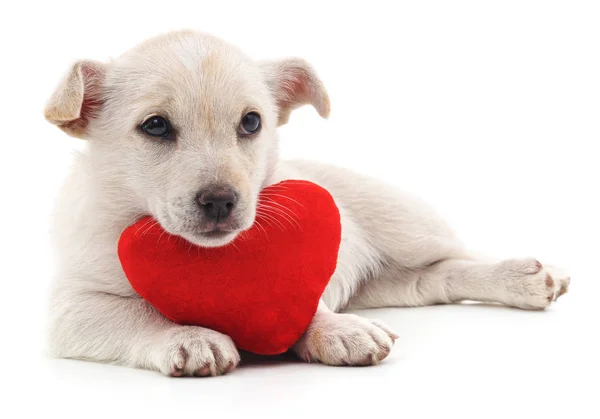 Kalp ile köpek yavrusu. — Stok fotoğraf