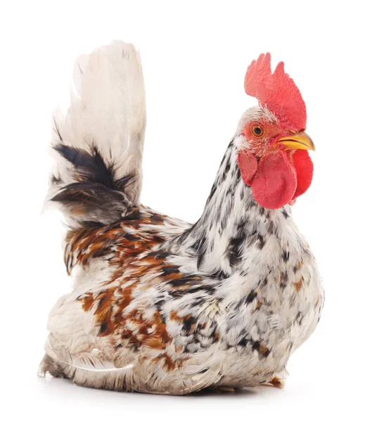 Grey cock isolated. — Stock Photo, Image