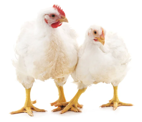 Gallo blanco y gallina . — Foto de Stock