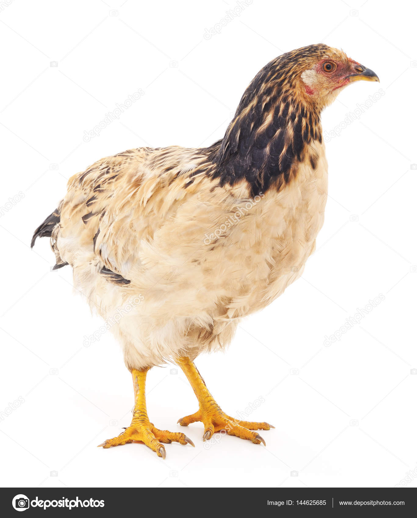 Young chicken isolated. — Stock Photo © Voren1 144625685