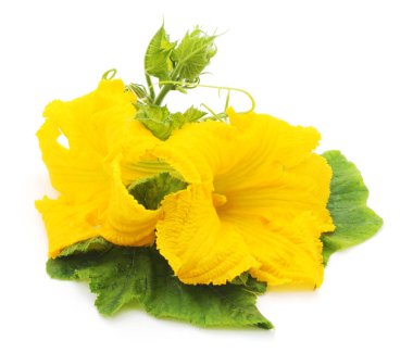 Sarı kabak çiçekleri.