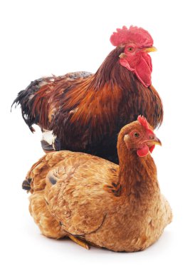 Kırmızı horoz ve tavuk.