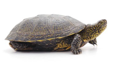 Vahşi kaplumbağa izole.