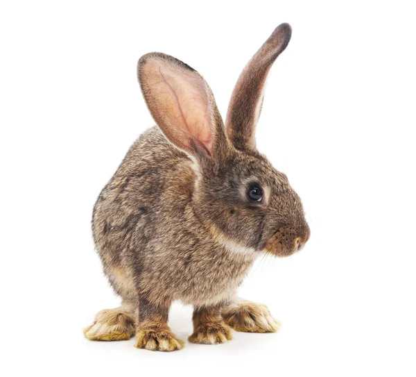 Brauner Hase isoliert. — Stockfoto