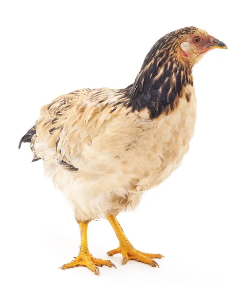 Young chicken isolated. — Stock Photo, Image