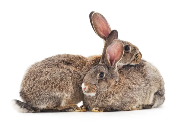 고립 된 두 토끼. — 스톡 사진