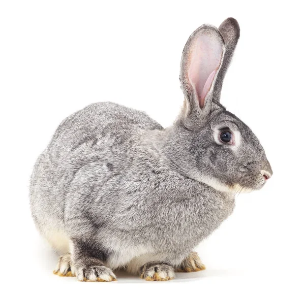 Grey baby rabbit. Stock Image