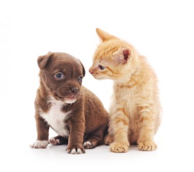köpek ve kedi.