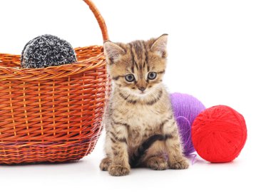 iplik topları ile yavru kedi.