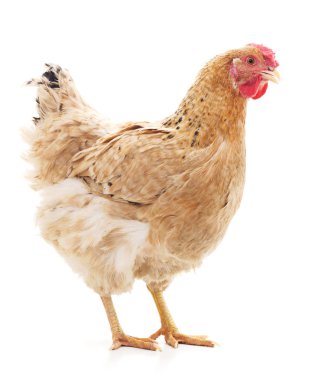 İzole kahverengi tavuk.