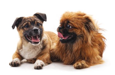 dos cachorros de chihuahua aislado.