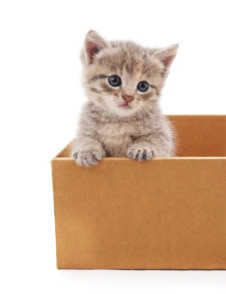Gato en una caja. — Foto de Stock