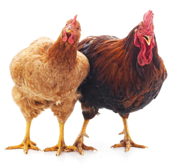 Gallina y polla . — Foto de Stock