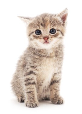 izole küçük kedi yavrusu.