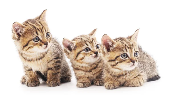 üç küçük kedi yavrusu.