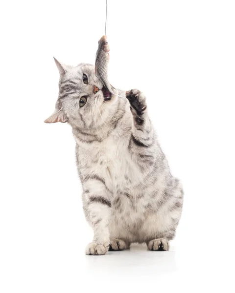 kedi balığı yiyor.