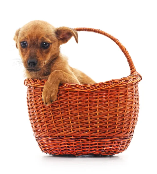 Cachorro marrón en una cesta . — Foto de Stock