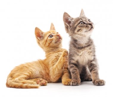 iki küçük yavru kedi.