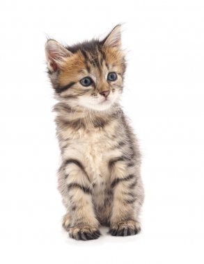 izole küçük kedi yavrusu.