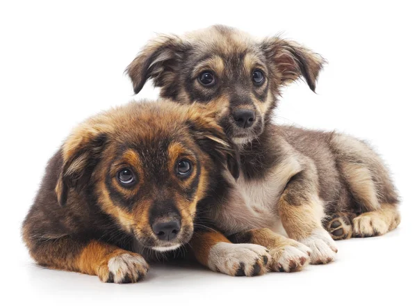 Twee puppies geïsoleerd. — Stockfoto