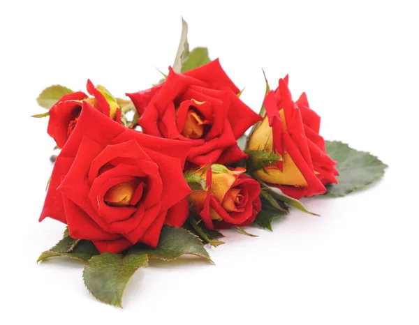 Rose rosse con foglie . — Foto Stock