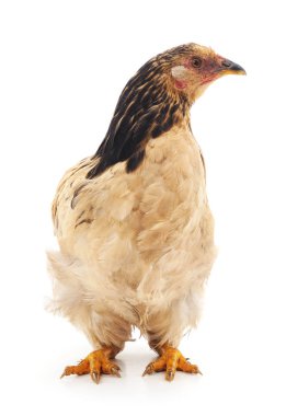 Genç tavuk izole.
