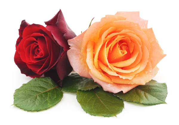 Dvě růže izolované. — Stock fotografie