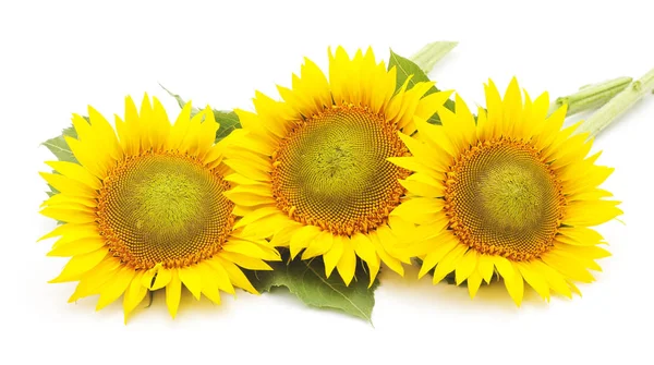 Květy slunečnice, samostatný. — Stock fotografie