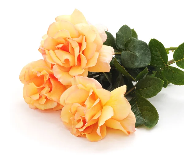 Три оранжевых розы . — стоковое фото