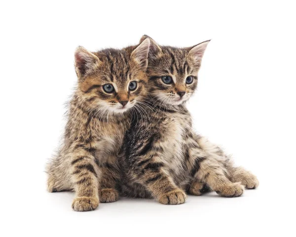 Dos gatitos. . — Foto de Stock