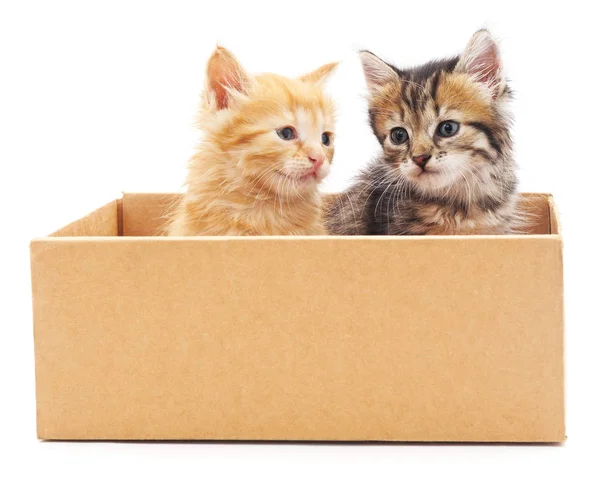 Две кошки в коробке . — стоковое фото