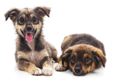 dos cachorros de chihuahua aislado.