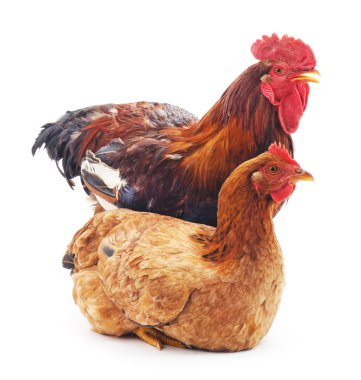 Kırmızı horoz ve tavuk.