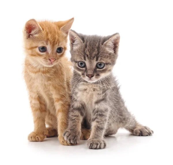 Two little kittens. — Stock Photo, Image