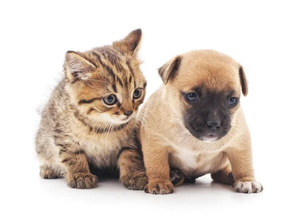 Gatito y cachorro . — Foto de Stock