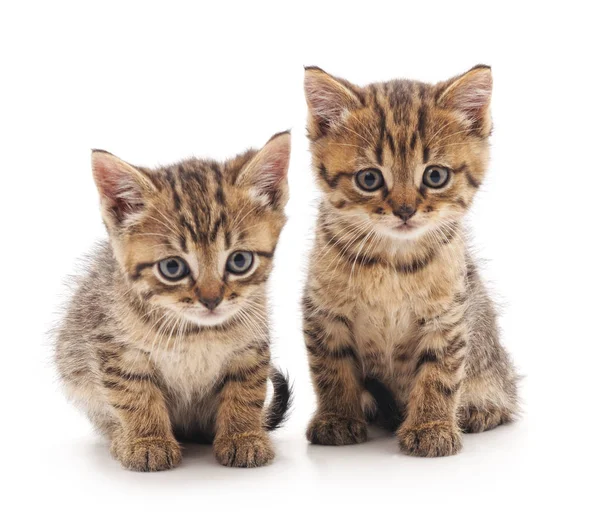 Dos gatitos. . — Foto de Stock