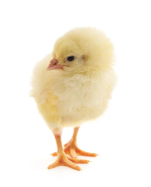 Kurczaka dziecko na białym tle. — Zdjęcie stockowe