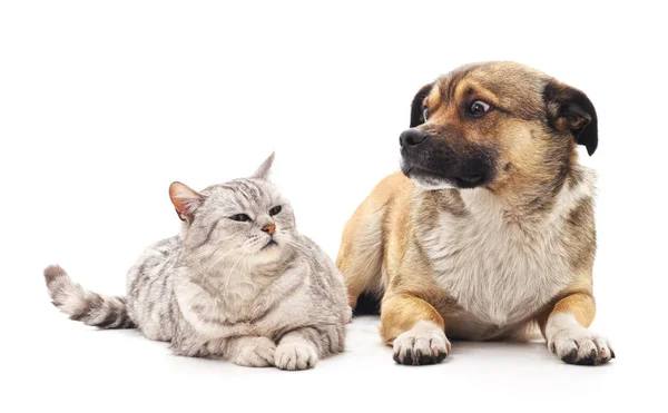 Kedi ve köpek.. — Stok fotoğraf