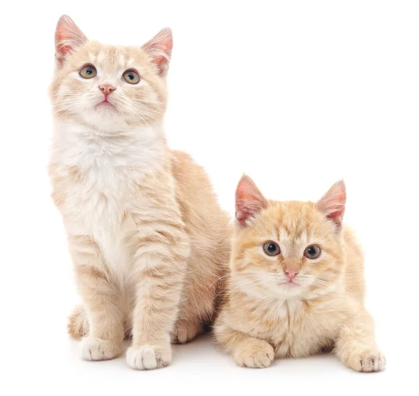 Gatitos marrones aislados . — Foto de Stock