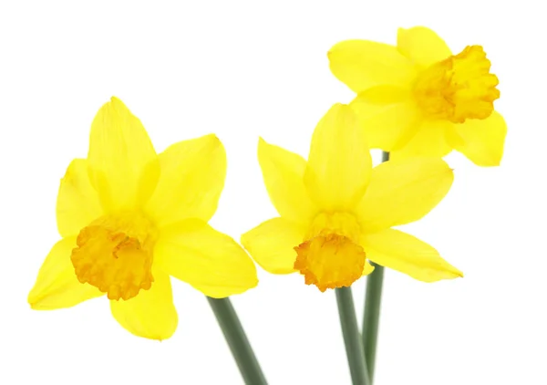 Narcisos amarelos isolados . — Fotografia de Stock