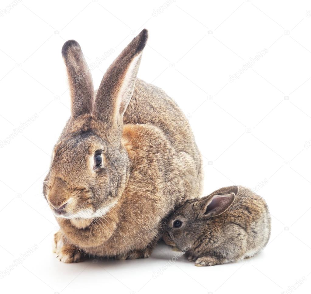 Rabbit and a small bunny.